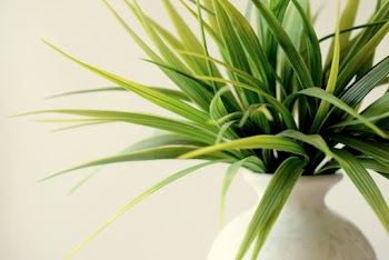 Close-Up Photo Of Plant