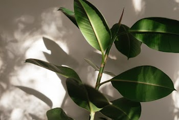 Close-Up Photo of Plant