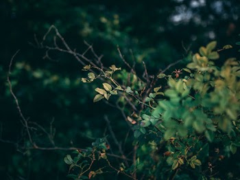 Close-Up Photo Of Plants