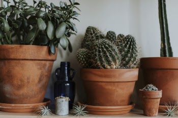 Close-Up Photo of Plants On Pot