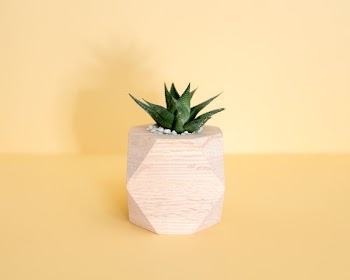 close-up photo of potted green snake plant