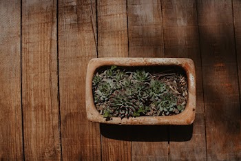 Close up Photo of Potted Green Succulent Plants on a Brown  Wooden Board