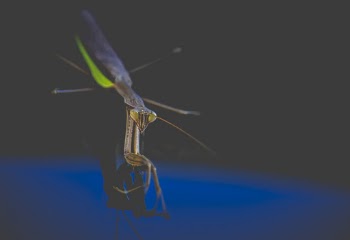 Close Up Photo Of Praying Mantis