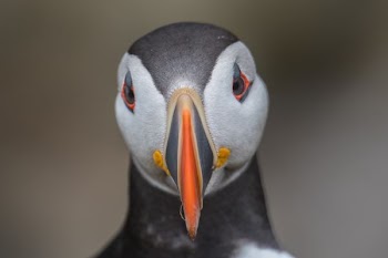 close-up photo of puffin