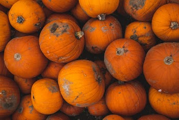 Close-Up Photo Of Pumpkins