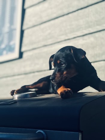 Close-Up Photo of Puppy
