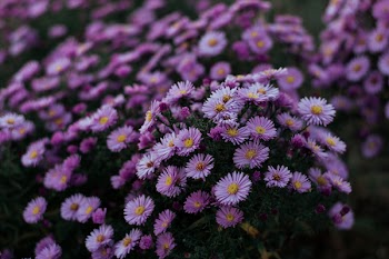Close-up Photo of Purple Aster Flowers