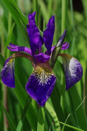 Close Up Photo of Purple Broad Petal Flower