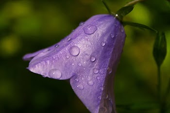 Close-up Photo of Purple Campanula Flower