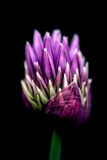 Close-Up Photo of Purple Flower