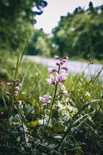 Close-Up Photo of Purple Flowers