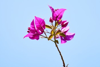 Close-Up Photo of Purple LEaves