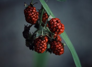 Close-Up Photo of Raspberries