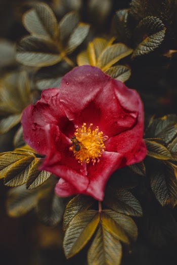 Close Up Photo of Red Anemone Flower