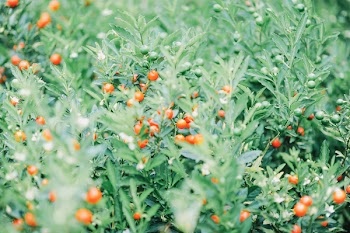 Close-up Photo of Red Berries