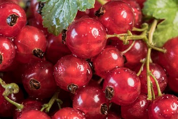 Close-Up Photo of Red Berries