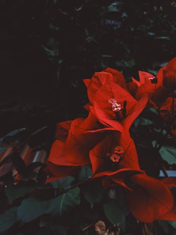 Close-Up Photo of Red Flowers