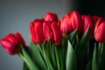 Close-up Photo of Red Flowers