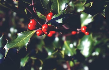 Close-Up Photo of Red Fruit