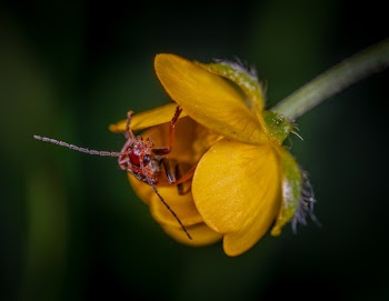 Close Up Photo of Red Insect on Yellow Petaled Flower