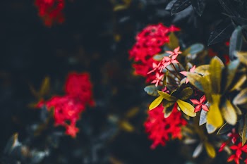 Close Up Photo of Red Ixora Plant