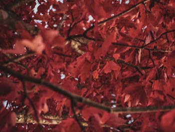 Close-Up Photo of Red-Leafed Tree