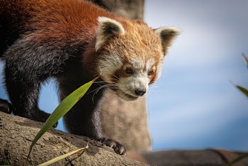Close-Up Photo of Red Panda