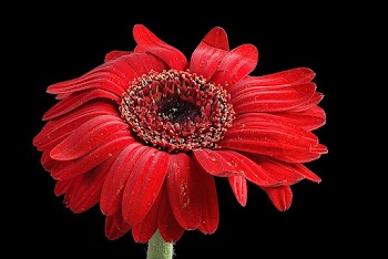 Close-up Photo of Red Petaled Daisy Against Black Background
