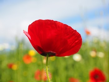 Close Up Photo of Red Petalled Flower during Daytime