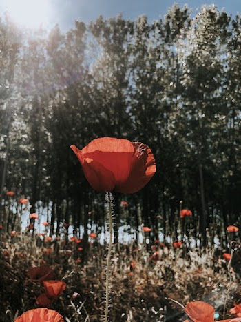 Close-Up Photo of Red Poppy Flowers