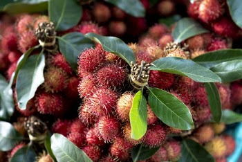 Close-up Photo of Red Rambutan Fruits