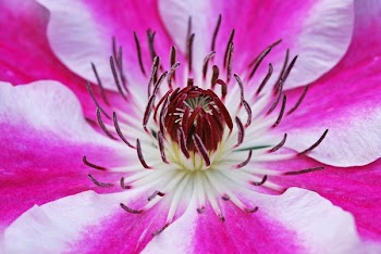 Close Up Photo of Red White and Pink Flower
