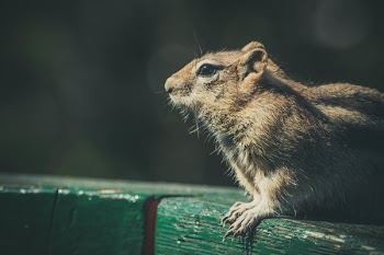 Close Up Photo of Rodent