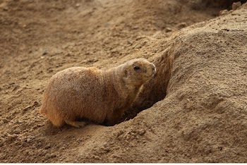 Close-Up Photo of Rodent Going Inside a Hole