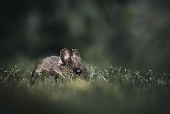 Close-Up Photo of Rodent on Grass