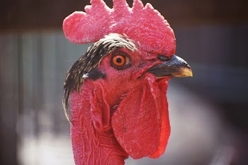 Close-Up Photo of Rooster