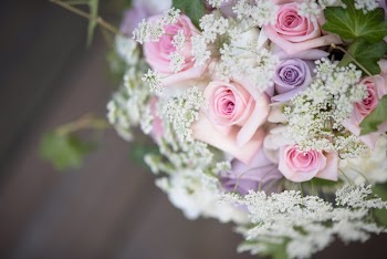 Close-Up Photo of Roses