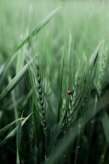 Close-Up Photo of Rye