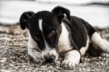 Close-up Photo of Sad Black and White Dog Lying Down on the Ground
