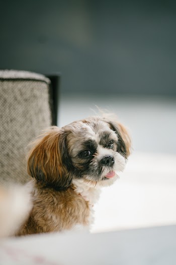 Close-up Photo of Shih Tzu