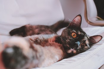Close-up Photo of Short-coated Black Cat Lying on White Couch