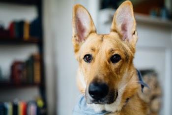 Close-Up Photo of Short-Coated Tan Dog