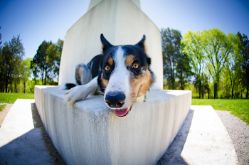 Close-up Photo of Short-coated White, Black, and Brown Dog Lying Down on Concrete Surface