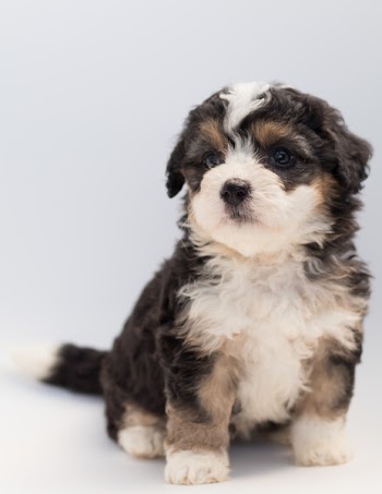 Close-Up Photo of Sitting Puppy