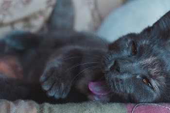 Close-up Photo of Sleeping Black Cat Yawning