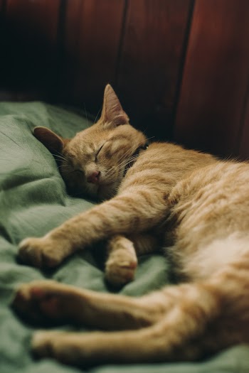 Close-Up Photo of Sleeping Tabby Cat