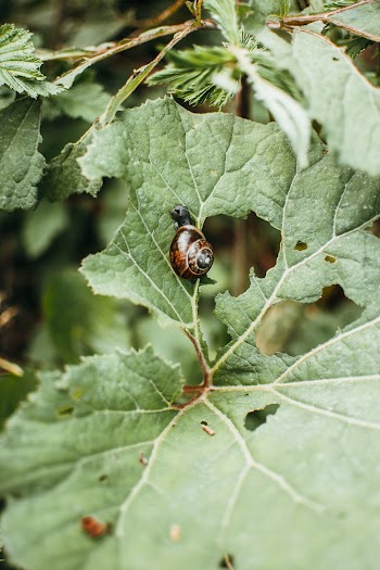 Close-Up Photo of Snail on Leaf Plant