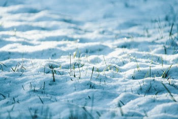 Close-Up Photo of Snow