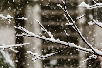 Close-Up Photo of Snow Falling on Tree Branches