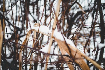 Close-up Photo of Snow on Dried Leaf